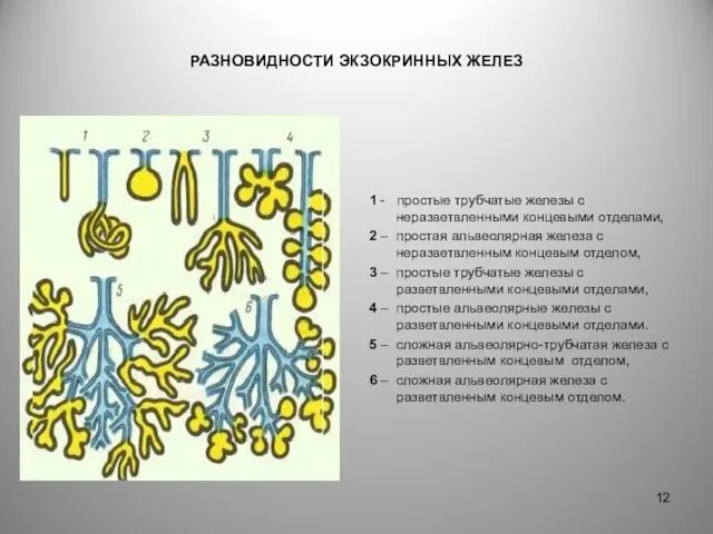 РАЗНОВИДНОСТИ ЭКЗОКРИННЫХ ЖЕЛЕЗ 1 - простые трубчатые железы с неразветвленными