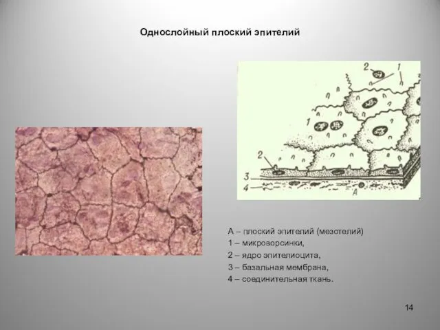 Однослойный плоский эпителий А – плоский эпителий (мезотелий) 1 –