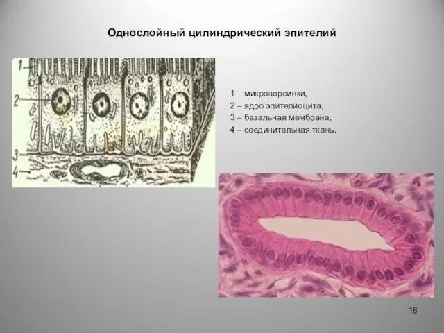 Однослойный цилиндрический эпителий 1 – микроворсинки, 2 – ядро эпителиоцита,