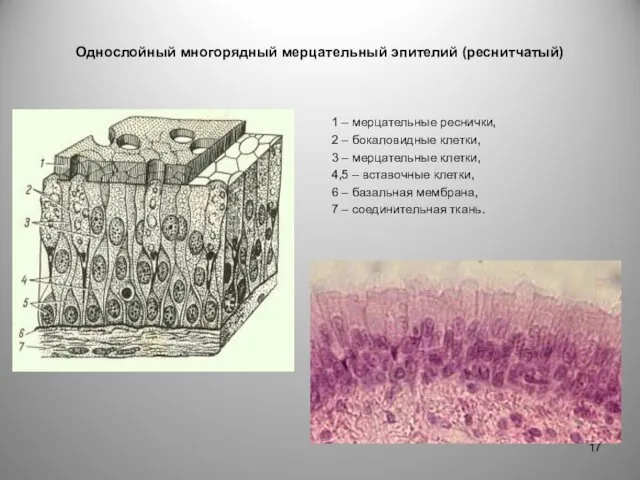 Однослойный многорядный мерцательный эпителий (реснитчатый) 1 – мерцательные реснички, 2