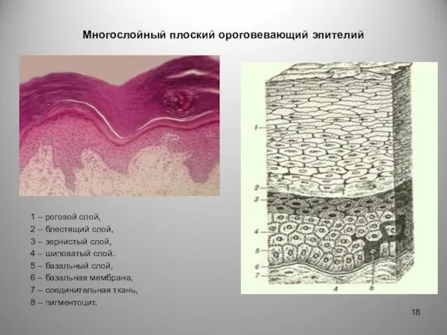 Многослойный плоский ороговевающий эпителий 1 – роговой слой, 2 –