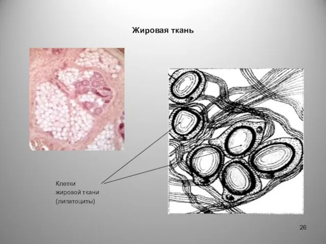 Жировая ткань Клетки жировой ткани (липатоциты)