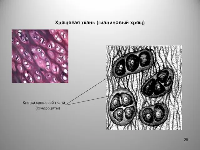 Хрящевая ткань (гиалиновый хрящ) Клетки хрящевой ткани (хондроциты)