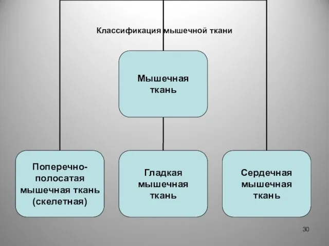 Классификация мышечной ткани