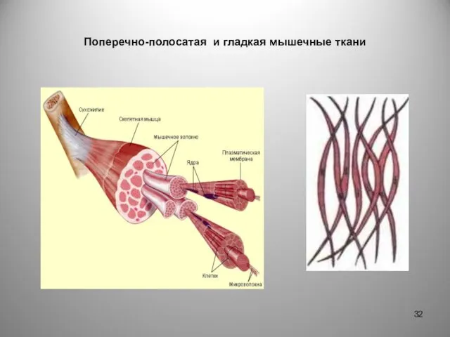 Поперечно-полосатая и гладкая мышечные ткани