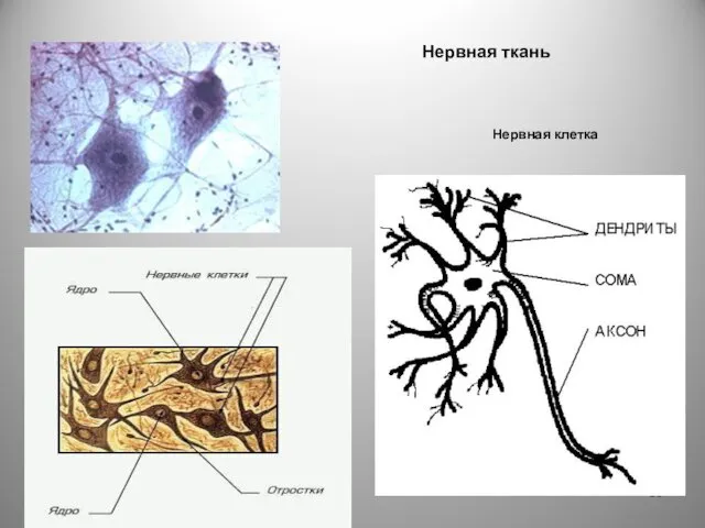 Нервная ткань Нервная клетка