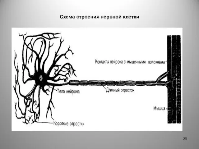 Схема строения нервной клетки