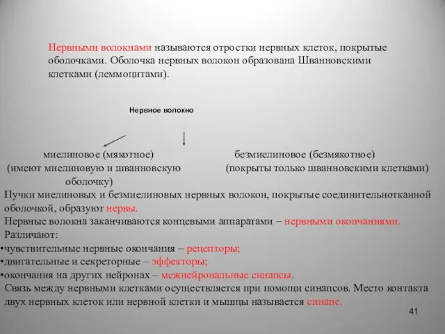 Нервными волокнами называются отростки нервных клеток, покрытые оболочками. Оболочка нервных