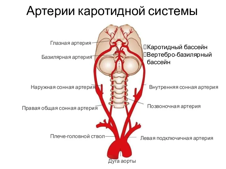 Артерии каротидной системы Глазная артерия Базилярная артерия Наружная сонная артерия