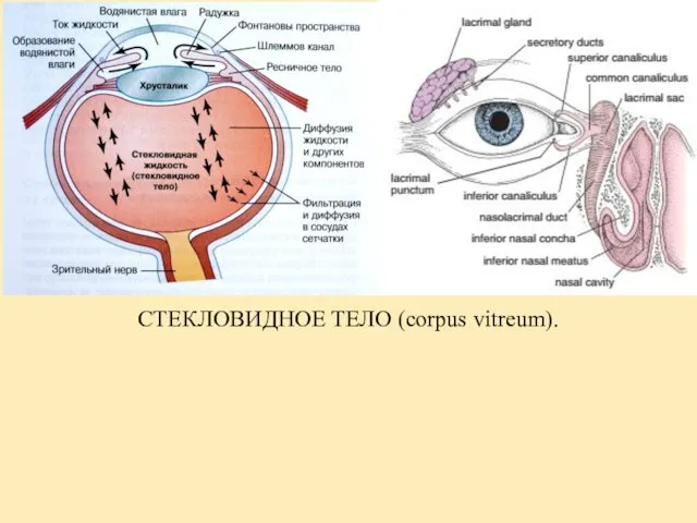 СТЕКЛОВИДНОЕ ТЕЛО (corpus vitreum). Состоит из аналога слизистой СОЕДИНИТЕЛЬНОЙ ткани: