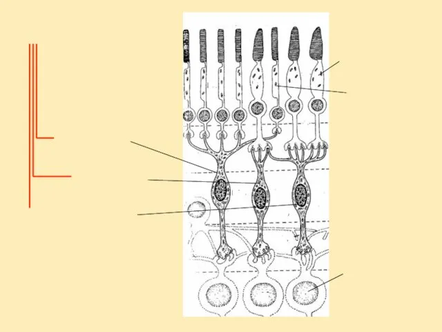 Биполярные нейроны палочковидные карликовые Плоские (диффузные) Колбочковые нейроны Палочковые нейроны Ганглионарные нейроны