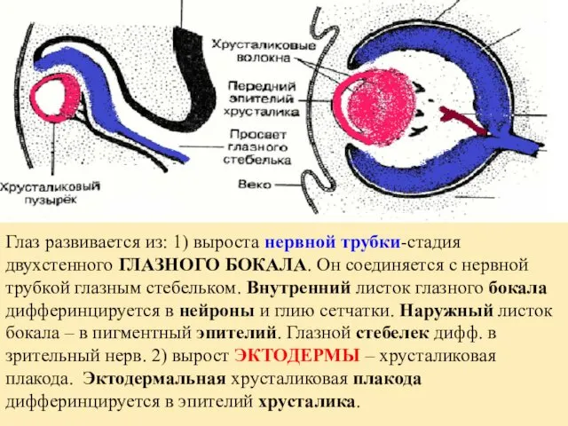 Глаз развивается из: 1) выроста нервной трубки-стадия двухстенного ГЛАЗНОГО БОКАЛА.