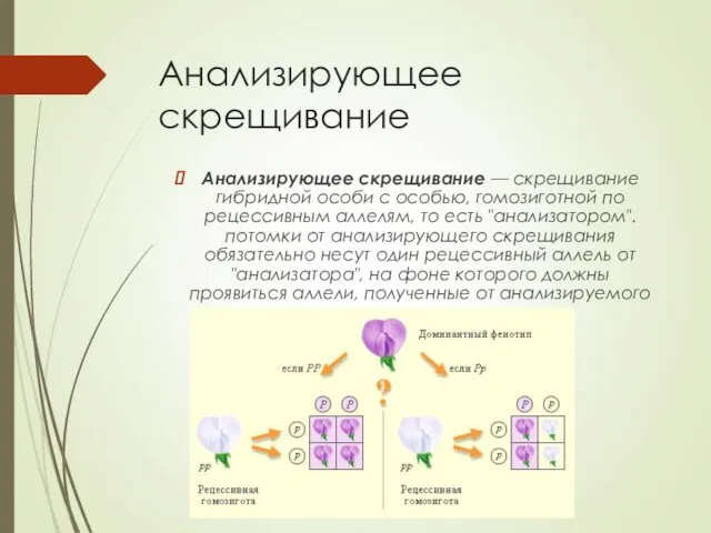 Анализирующее скрещивание Анализирующее скрещивание — скрещивание гибридной особи с особью,