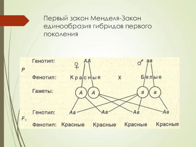 Первый закон Менделя-Закон единообразия гибридов первого поколения