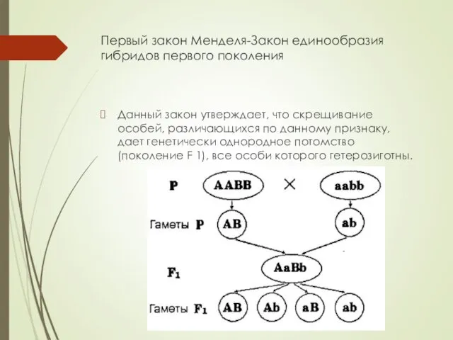 Первый закон Менделя-Закон единообразия гибридов первого поколения Данный закон утверждает,