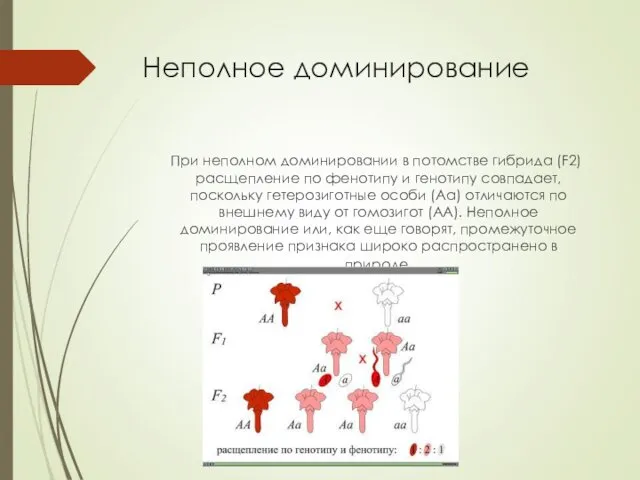 Неполное доминирование При неполном доминировании в потомстве гибрида (F2) расщепление