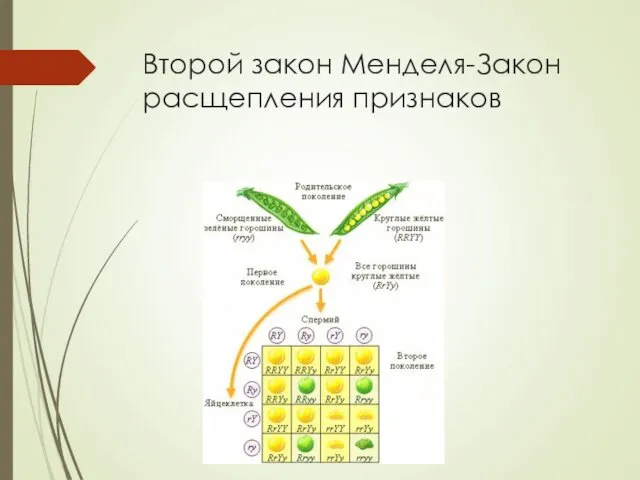 Второй закон Менделя-Закон расщепления признаков