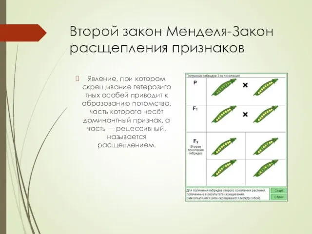 Второй закон Менделя-Закон расщепления признаков Явление, при котором скрещивание гетерозиготных