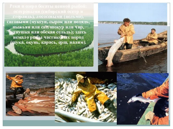 Реки и озера богаты ценной рыбой: осетровыми (сибирский осетр и стерлядь), лососевыми (нельма),