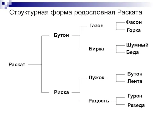 Структурная форма родословная Раската Раскат Бутон Риска Газон Бирка Лужок