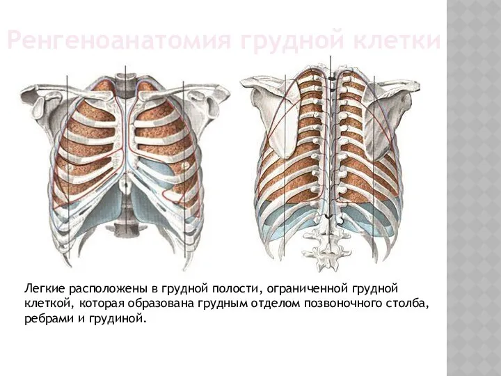 Легкие расположены в грудной полости, ограниченной грудной клеткой, которая образована грудным отделом позвоночного