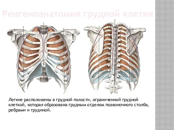 Легкие расположены в грудной полости, ограниченной грудной клеткой, которая образована