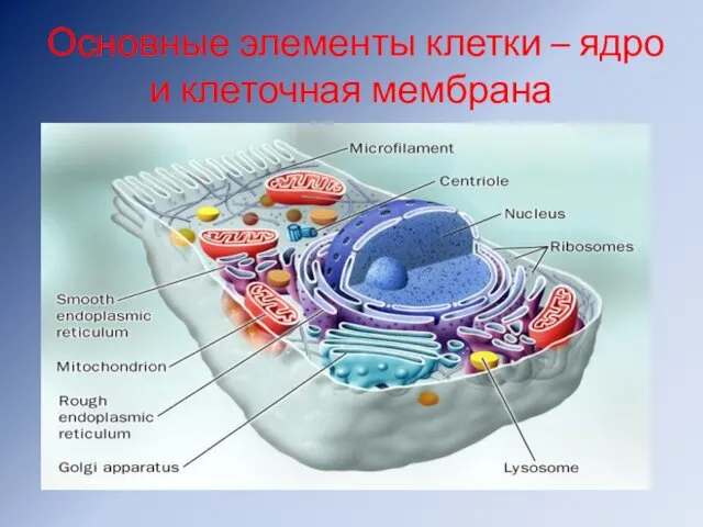 Основные элементы клетки – ядро и клеточная мембрана