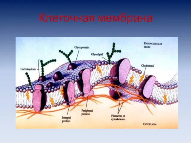 Клеточная мембрана