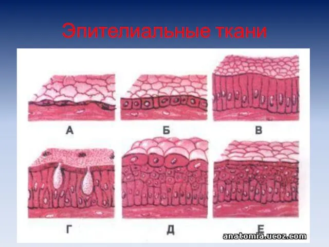 Эпителиальные ткани