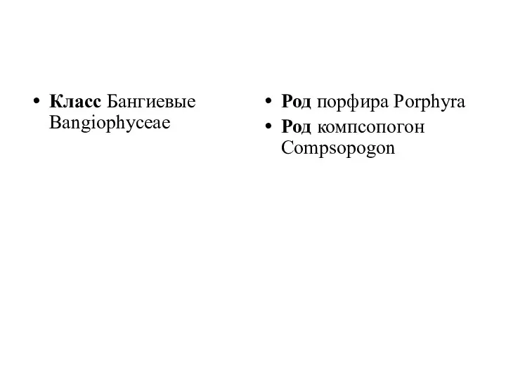 Класс Бангиевые Bangiophyceae Род порфира Porphyra Род компсопогон Compsopogon