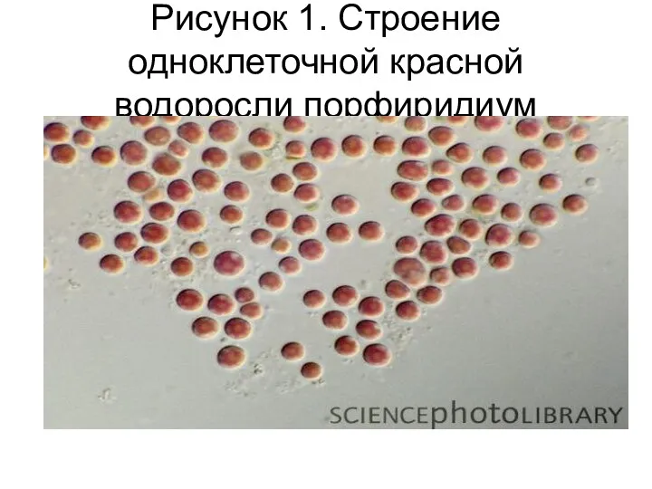 Рисунок 1. Строение одноклеточной красной водоросли порфиридиум