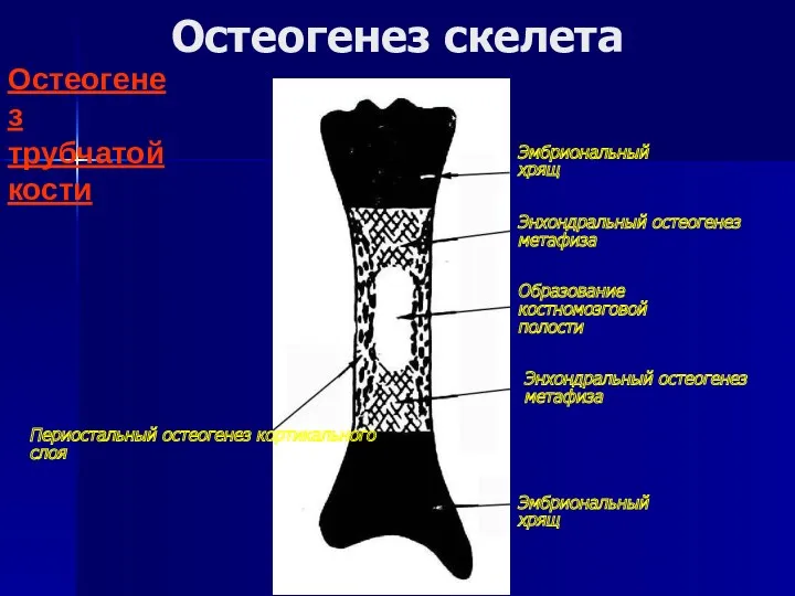 Остеогенез скелета Остеогенез трубчатой кости Эмбриональный хрящ Эмбриональный хрящ Периостальный