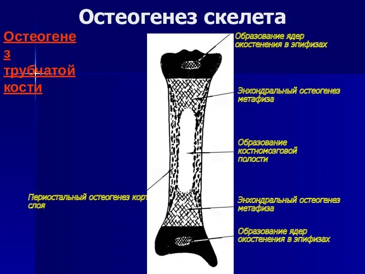 Остеогенез скелета Остеогенез трубчатой кости Образование ядер окостенения в эпифизах
