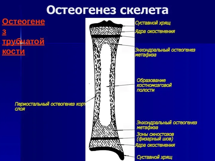 Остеогенез скелета Остеогенез трубчатой кости Периостальный остеогенез кортикального слоя Образование