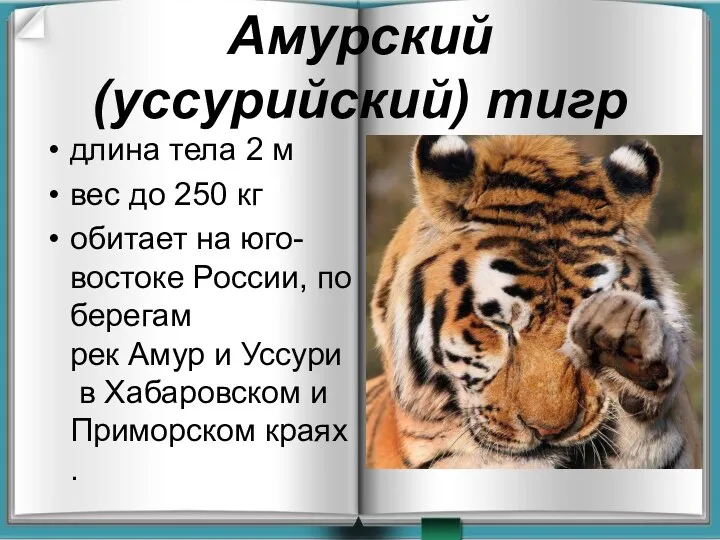 Амурский (уссурийский) тигр длина тела 2 м вес до 250 кг обитает на