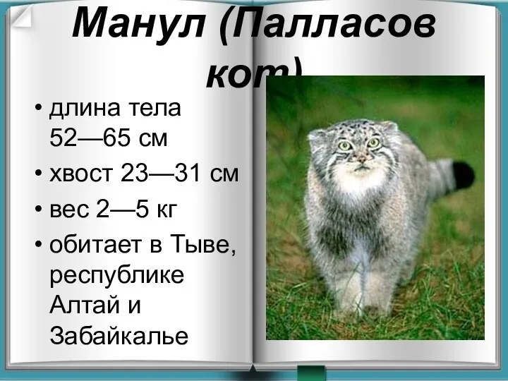 Манул (Палласов кот) длина тела 52—65 см хвост 23—31 см вес 2—5 кг