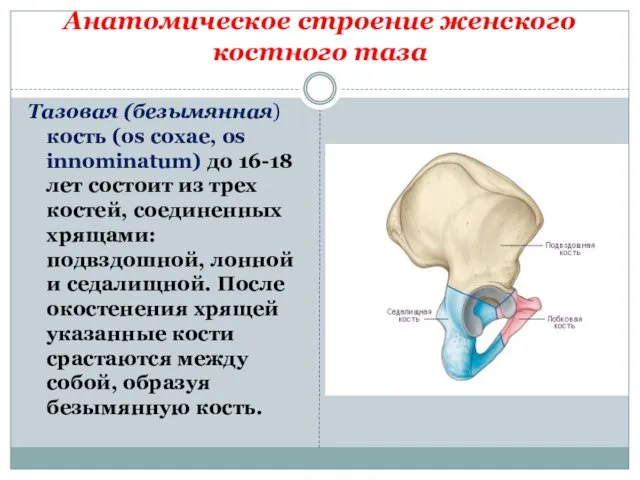 Анатомическое строение женского костного таза Тазовая (безымянная) кость (os coxae,