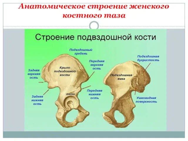 Анатомическое строение женского костного таза