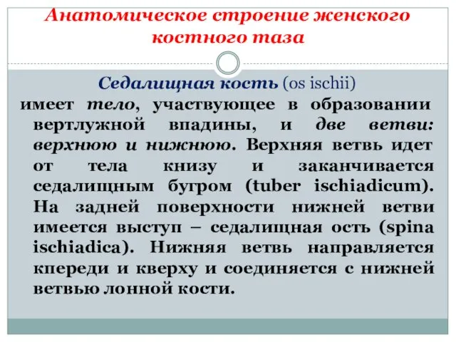 Анатомическое строение женского костного таза Седалищная кость (os ischii) имеет