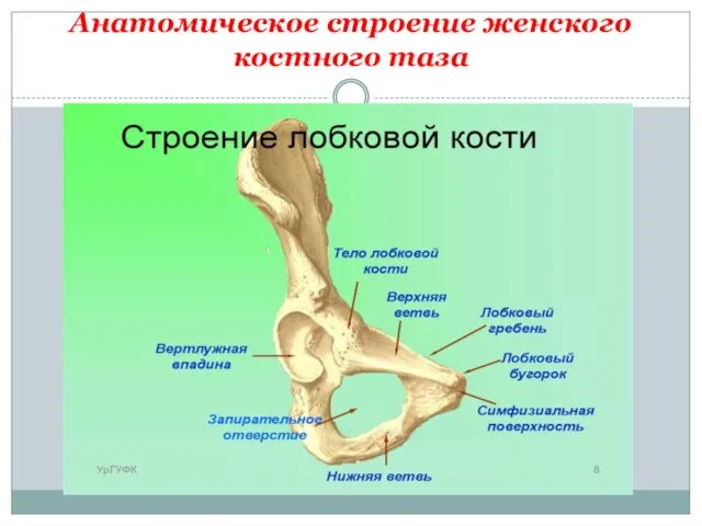 Анатомическое строение женского костного таза Лонная кость, или лобковая (os pubis),