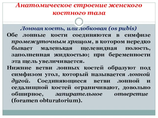 Анатомическое строение женского костного таза Лонная кость, или лобковая (os