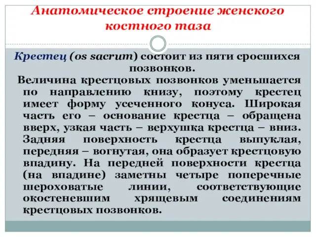 Анатомическое строение женского костного таза Крестец (os sacrum) состоит из