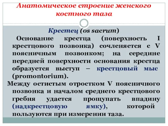 Анатомическое строение женского костного таза Крестец (os sacrum) Основание крестца