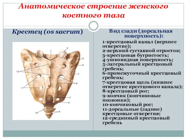 Анатомическое строение женского костного таза Крестец (os sacrum) Вид сзади