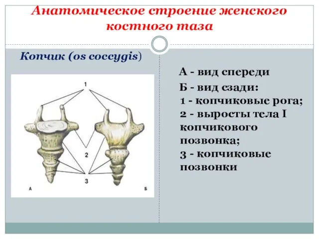 Анатомическое строение женского костного таза Копчик (os coccygis) А -