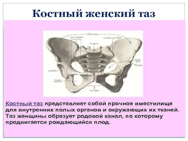 Костный женский таз Костный таз представляет собой прочное вместилище для