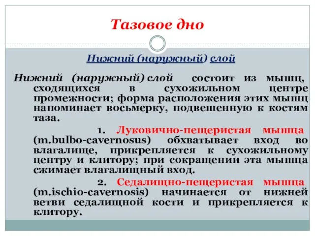 Тазовое дно Нижний (наружный) слой Нижний (наружный) слой состоит из