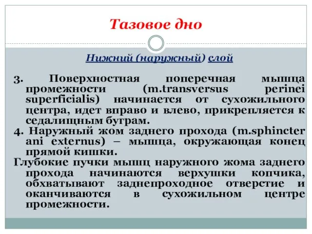 Тазовое дно Нижний (наружный) слой 3. Поверхностная поперечная мышца промежности