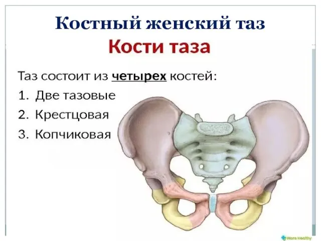 Костный женский таз Анатомическое строение женского костного таза Таз состоит