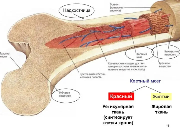 Костный мозг Красный Желтый Надкостница Ретикулярная ткань (синтезирует клетки крови) Жировая ткань